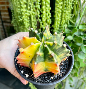 Gymnocalycium variagata