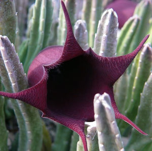 Stapelia Leendertzia