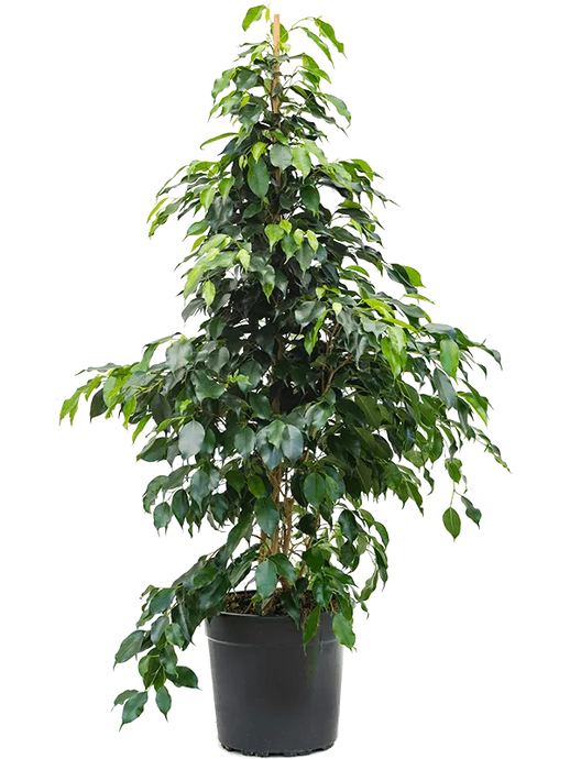 Ficus benjamina 'Danielle' Tuft