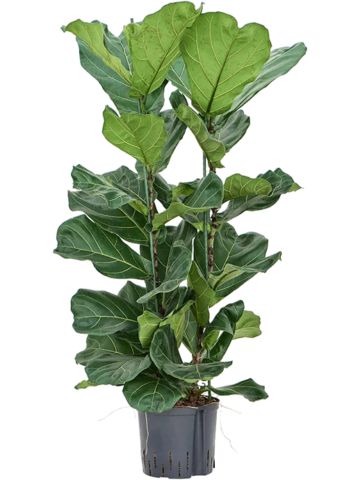 Ficus lyrata 2pp