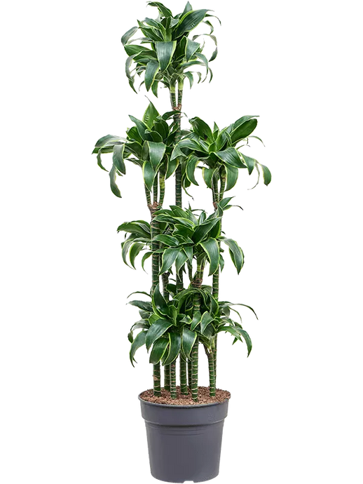 Dracaena fragrans 'Dorado' Carrousel
