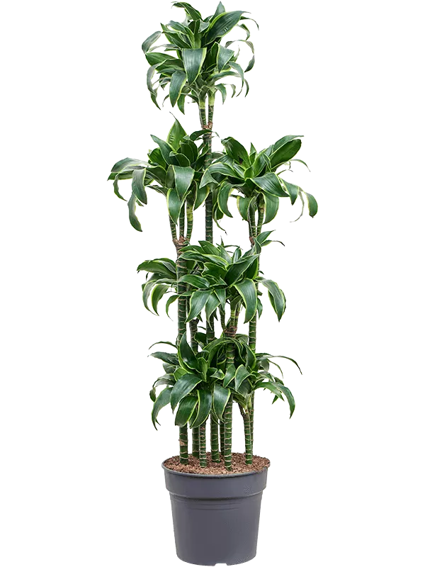 Dracaena fragrans 'Dorado' Carrousel