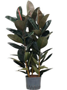 Ficus elastica 'Abidjan' 3pp