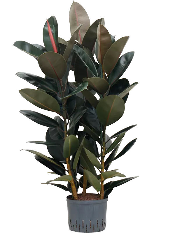 Ficus elastica 'Abidjan' 3pp