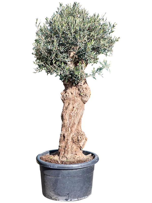 Ornamental houseplants  Page 3  Gipsygarden