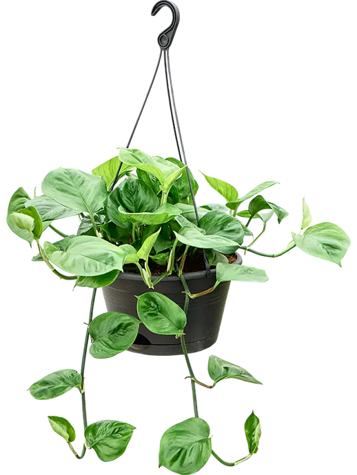 Scindapsus (Epipremnum) 'Manjula green' Hanger
