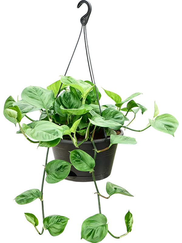 Scindapsus (Epipremnum) 'Manjula green' Hanger