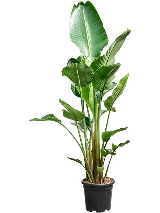 Strelitzia nicolai (210-230) 3pp