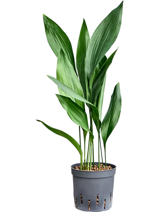 Aspidistra elatior
