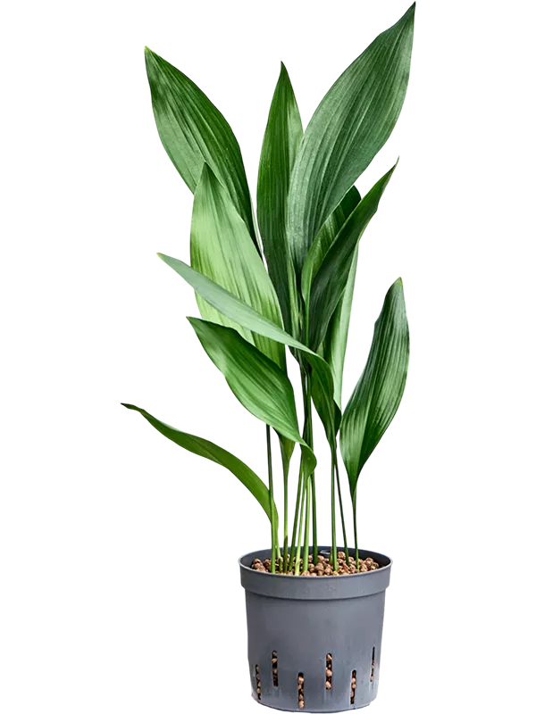 Aspidistra elatior