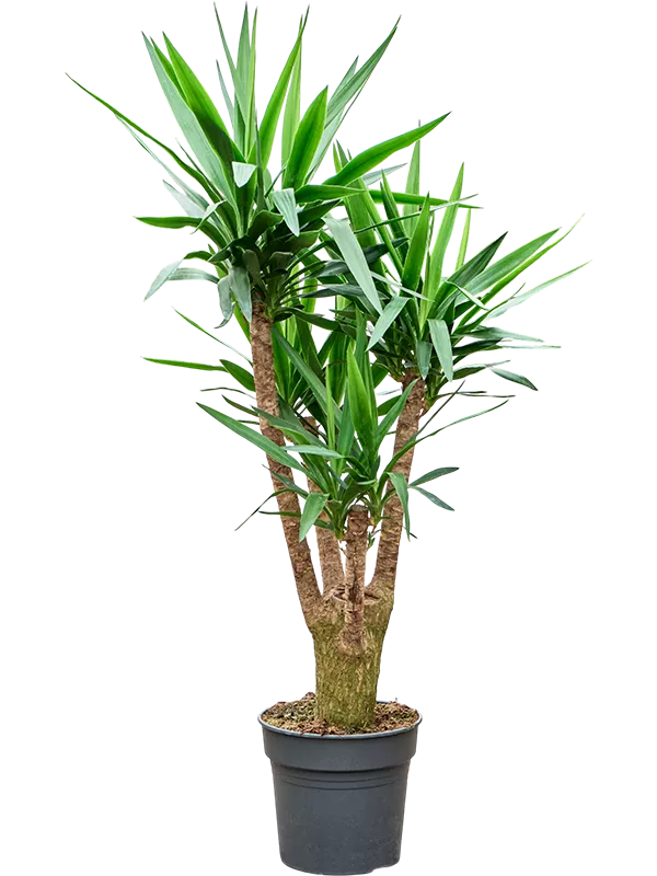 Yucca elephantipes Šakota 140 cm