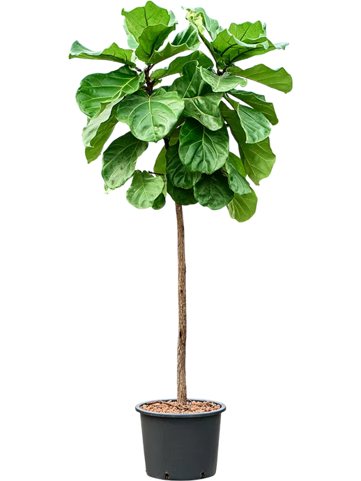 Ficus lyrata Stem