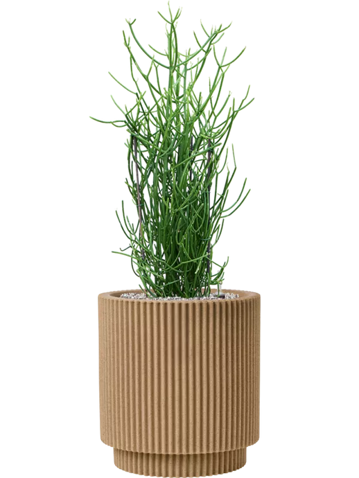 Euphorbia tirucalli in Capi Nature Groove NL Soil (Vulkastrat)