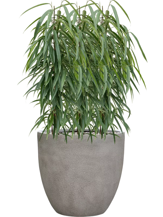 Ficus binnendijkii 'Alii' in Antwerp Soil (Vulkastrat) 105 cm