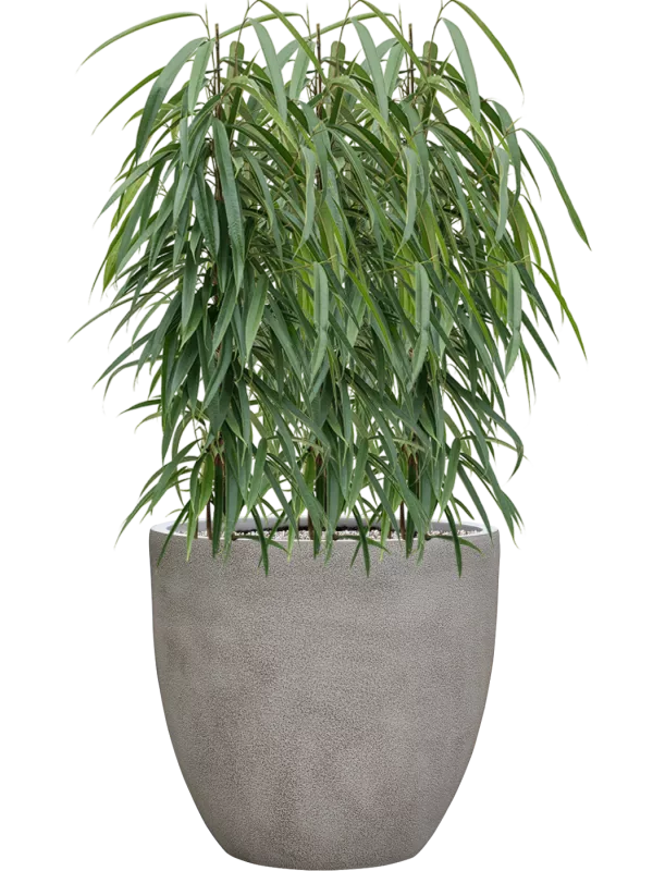 Ficus binnendijkii 'Alii' in Antwerp Soil (Vulkastrat) 105 cm