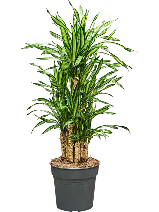 Dracaena fragrans 'Riki' Gausiai šakotas 120 cm