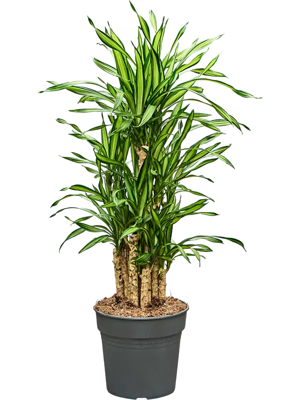 Dracaena fragrans 'Riki' Gausiai šakotas 120 cm