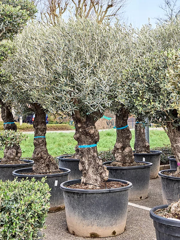 Olea europaea (220-260) Bonsai 240 cm – Gipsygarden