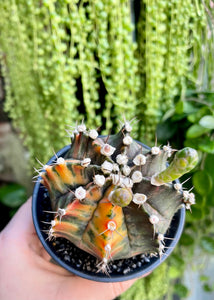 Gymnocalycium variagata