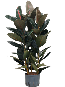 Ficus elastica 'Abidjan' 3pp