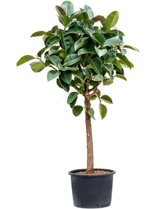 Ficus elastica Robusta 1,8m