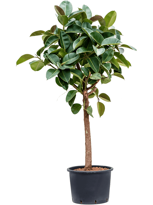 Ficus elastica Robusta 1.8m