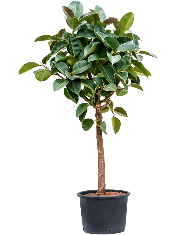 Ficus elastica Robusta 1,8m