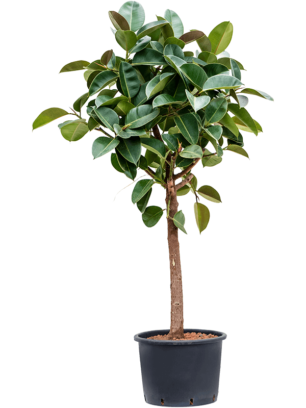 Ficus elastica Robusta 1.8m