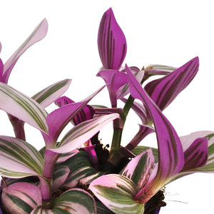 Tradescantia albiflora Nanouk