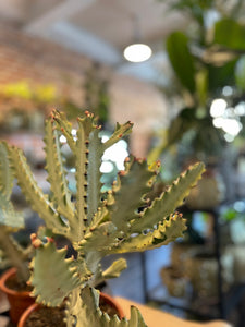 Euphorbia Lactea White Ghost