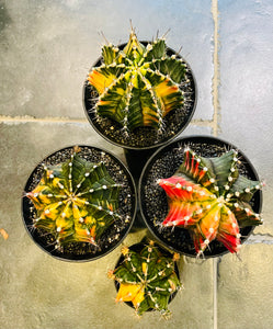 Gymnocalycium variegata