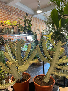 Euphorbia Lactea White Ghost