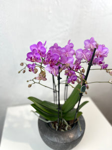 Orchid Phalaenopsis mix 2