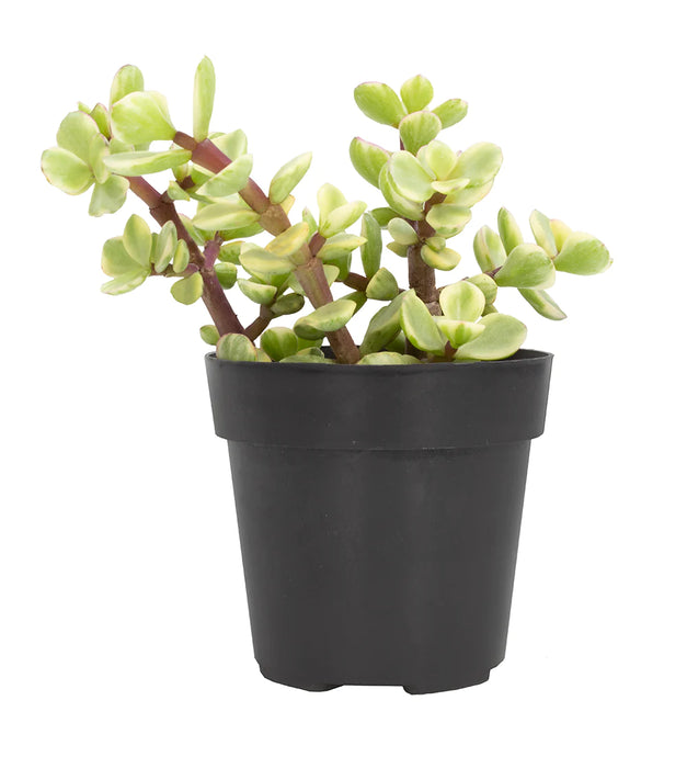 Portulacaria afra variagata