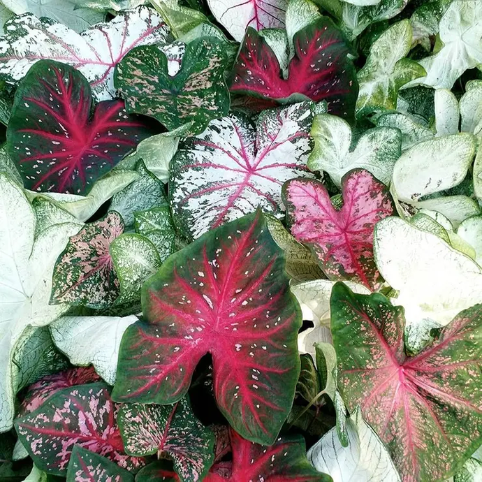 Caladium mix 5vnt.