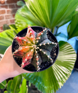 Gymnocalycium variegata