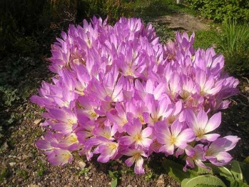 Colchicum Giant Late