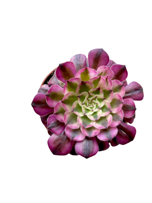Ramdis Aeonium Medusa