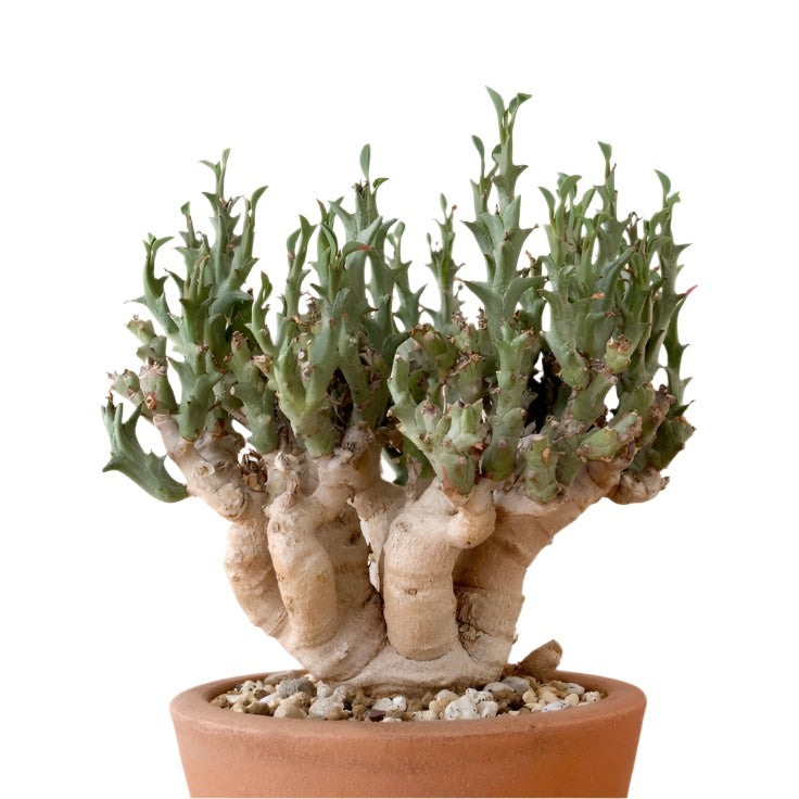 Karpažolė Euphorbia Hamata kaudeksas