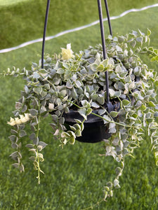 Dischidia Ruscifolia Variegata