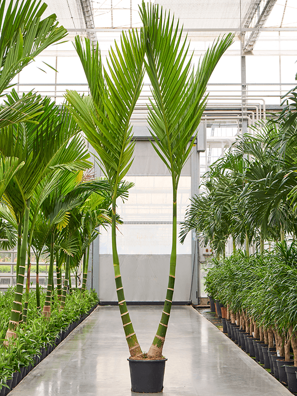 areca catechu palm tree Areca catechu 300cm Double stem – Gipsygarden