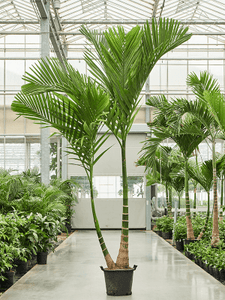 Areca catechu 330cm Double stem