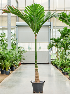 Areca catechu 250cm+