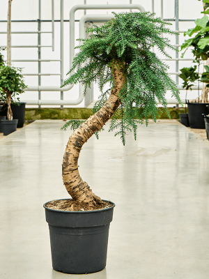 Araucaria cunninghamii Bonsai – Gipsygarden