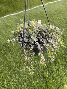 Dischidia Ruscifolia Variegata