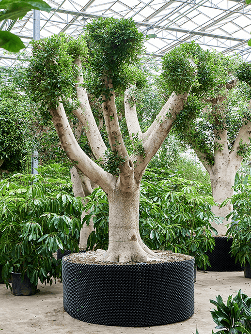 Ficus microcarpa 'Nitida' 4.5m