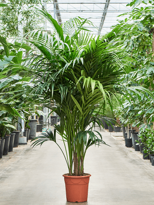 Howea forsteriana aka Kentia Palm 32Ø 250cm 12pp