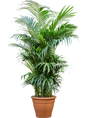 Howea forsteriana aka Kentia Palm  60Ø 260cm 12-15 stiebų