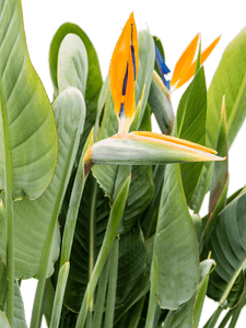 Strelitzia Reginae 130-150cm