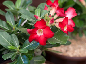 Tinūtras Adenium Anouk